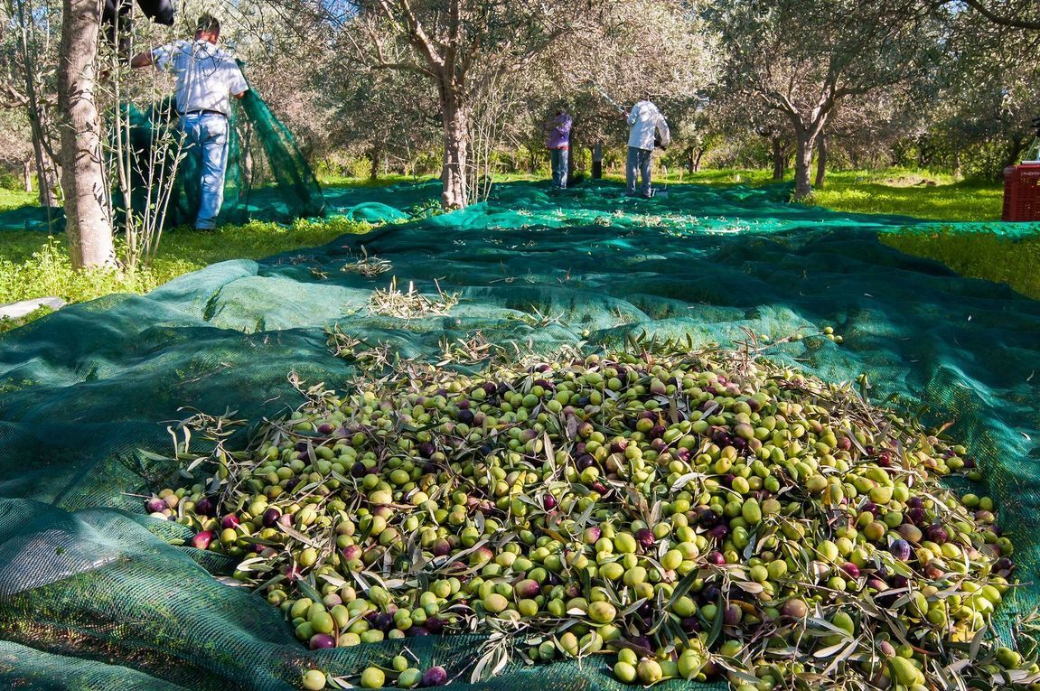 bigstock-Olive-Picking-Time-108897410_result